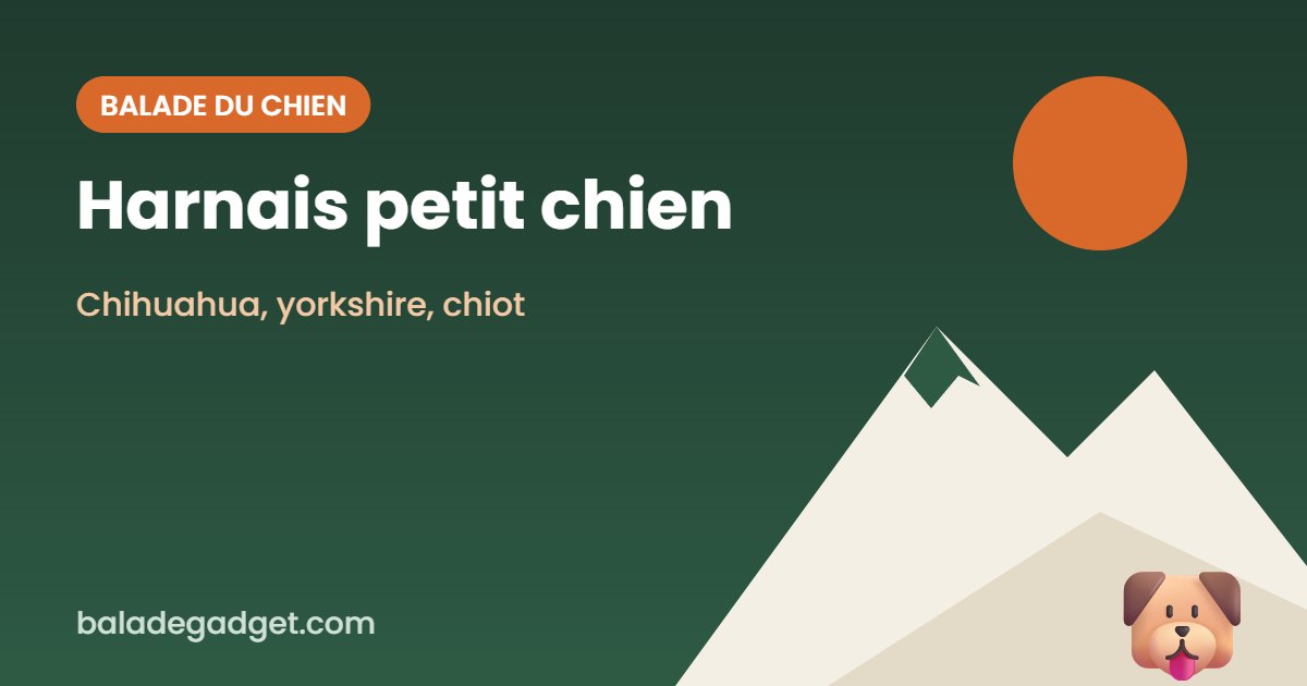 Harnais pour petit chien : notre sélection